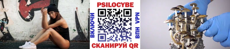 сколько стоит  Плёс  Галлюциногенные грибы Psilocybe 